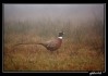 IMG_0133web.jpg