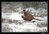 IMG_1945web.jpg
