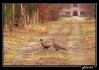 IMG_2950.jpg