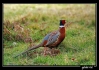 IMG_3863web.jpg