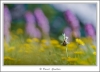 _59I1252-web.jpg