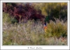 _59I2833-web.jpg