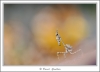 _59I3491-web.jpg