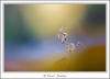 _59I4607-web.jpg