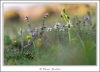 _D2O0388-copie-2.jpg