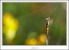 _O6H1100-web.jpg