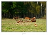 _O6H1276-web.jpg