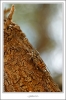 _O6H2932-web.jpg