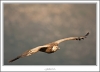 _O6H6292-web.jpg