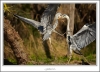 _O6H7028-web.jpg