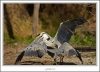 _O6H7036-web.jpg
